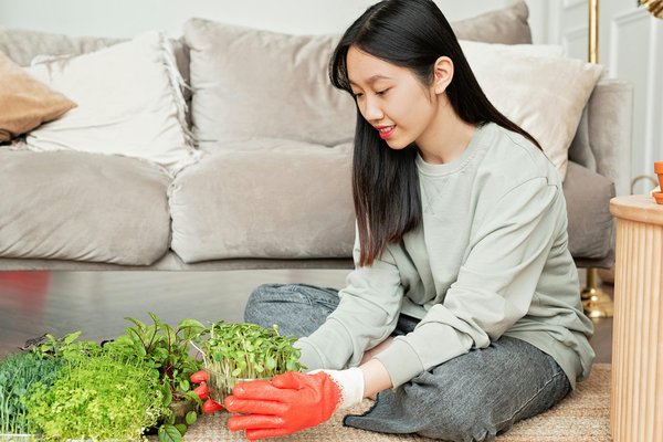 Survie en famille : cultivez des micro pousses essentielles